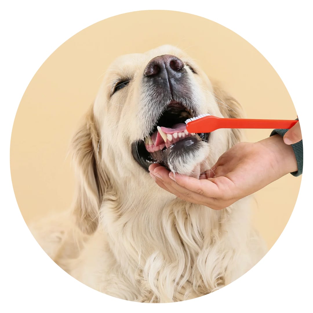 Higiene y Belleza para Perros