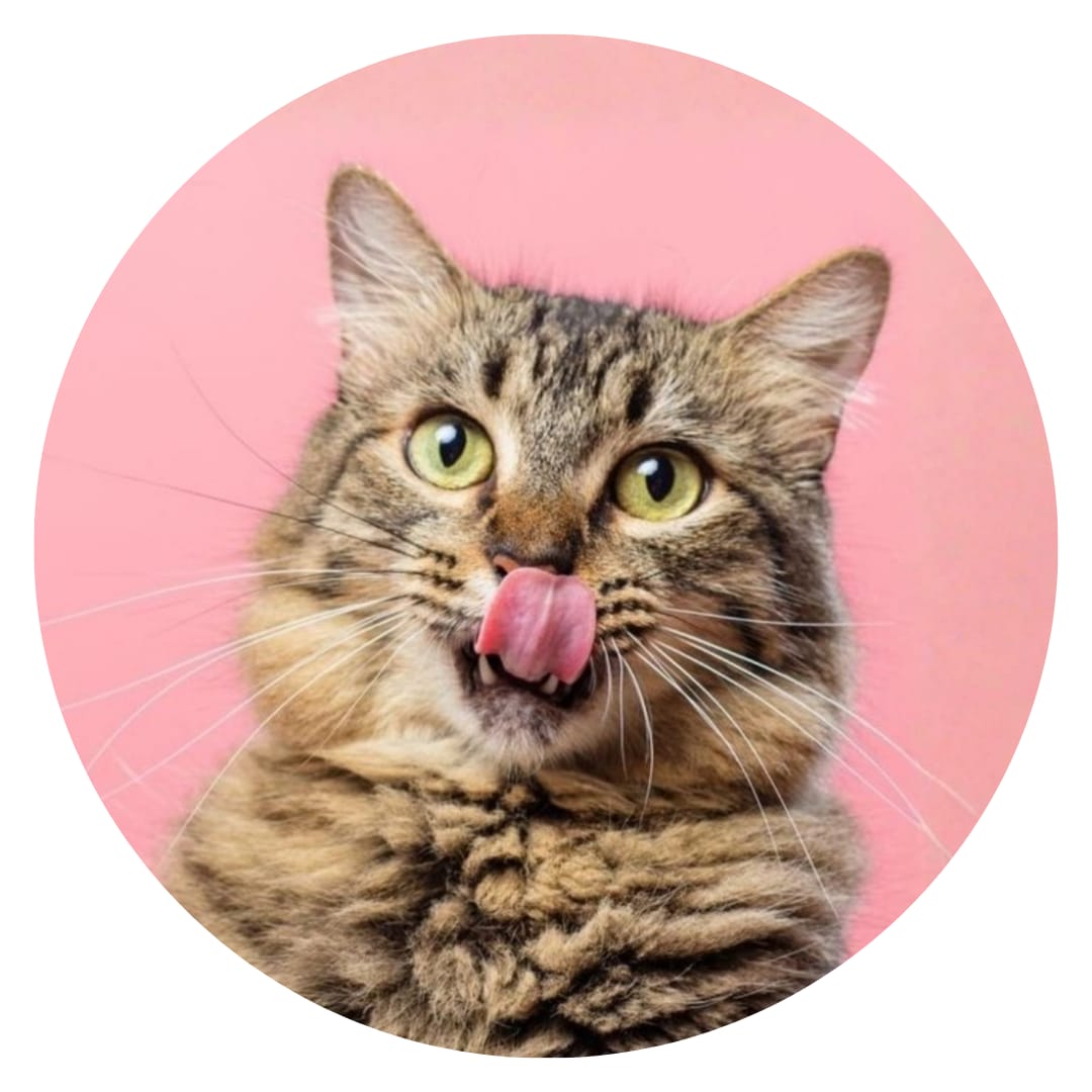 Alimentos para Gatos