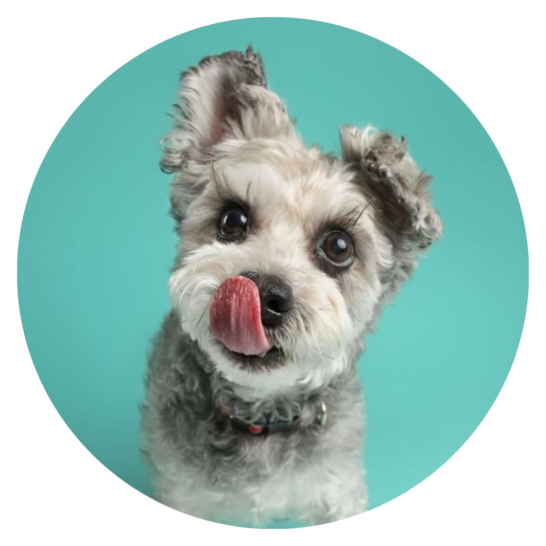 Alimentos para Perros