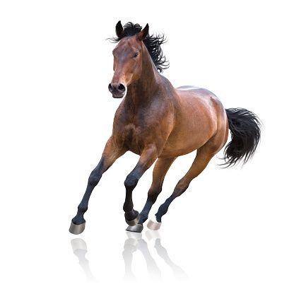 Equinos