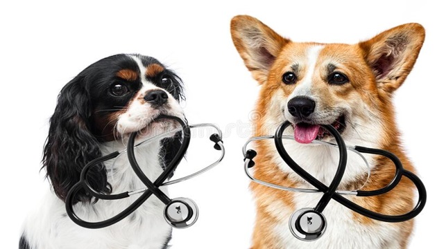 Servicios Veterinarios