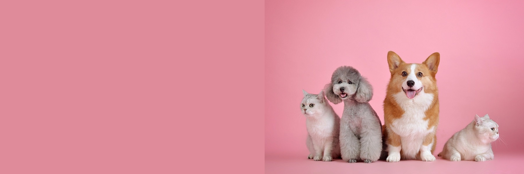 Farmacia Veterinaria