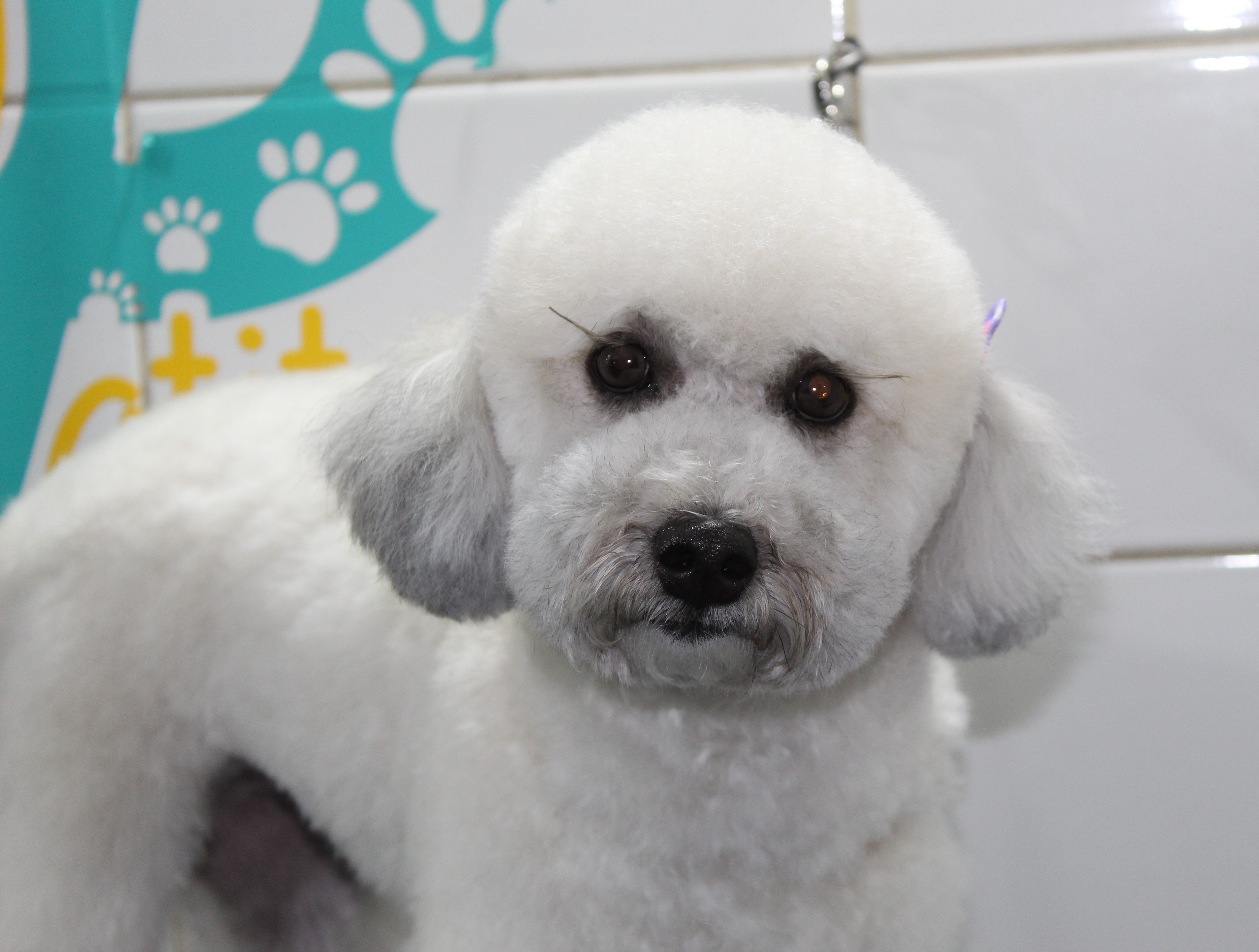 Galería de Trabajos