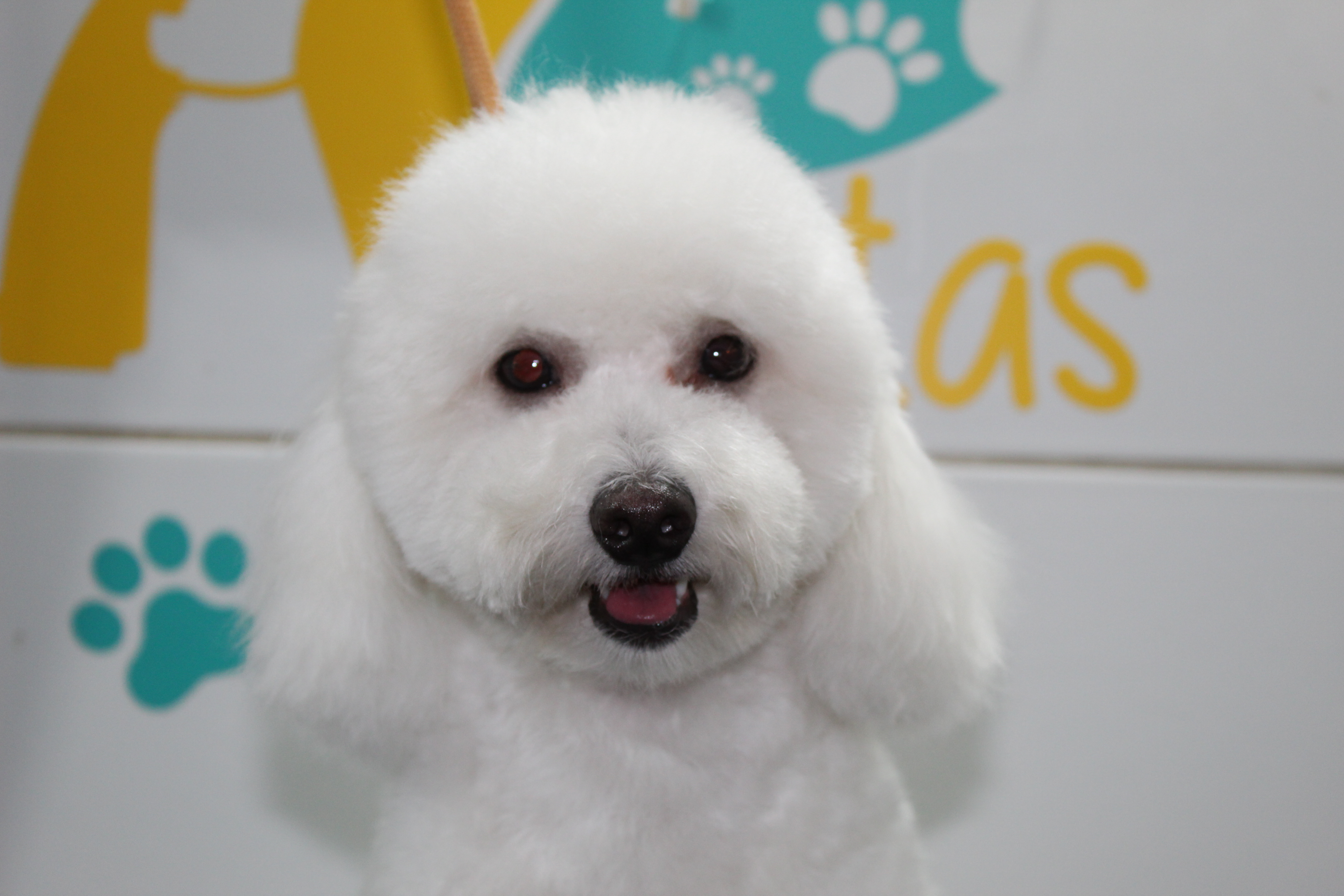 Antes de su servicio