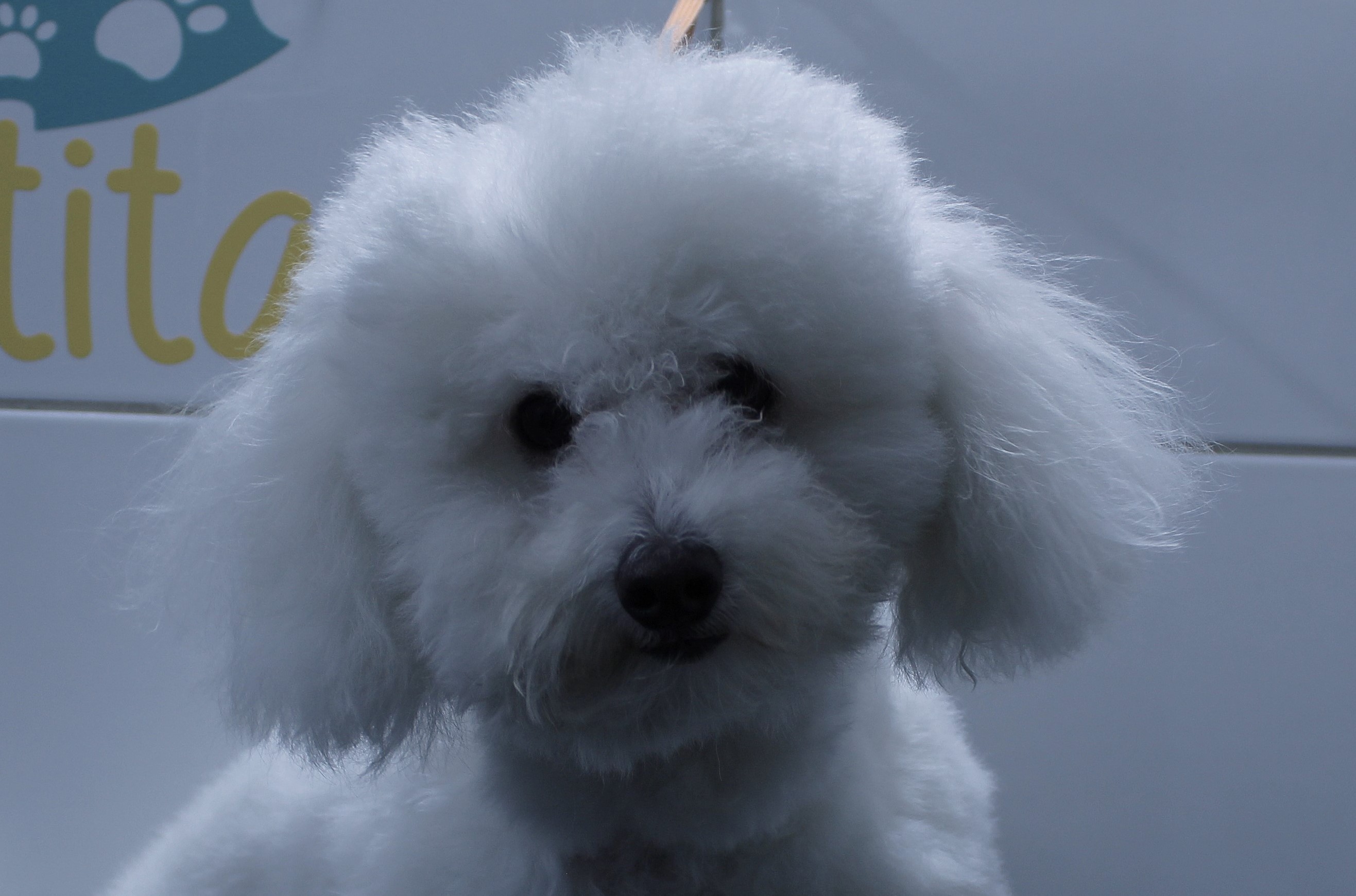 Galería de Trabajos