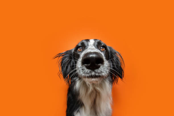 Petbro Tienda para Mascotas: La Mejor Opción para Tu Compañero Fiel