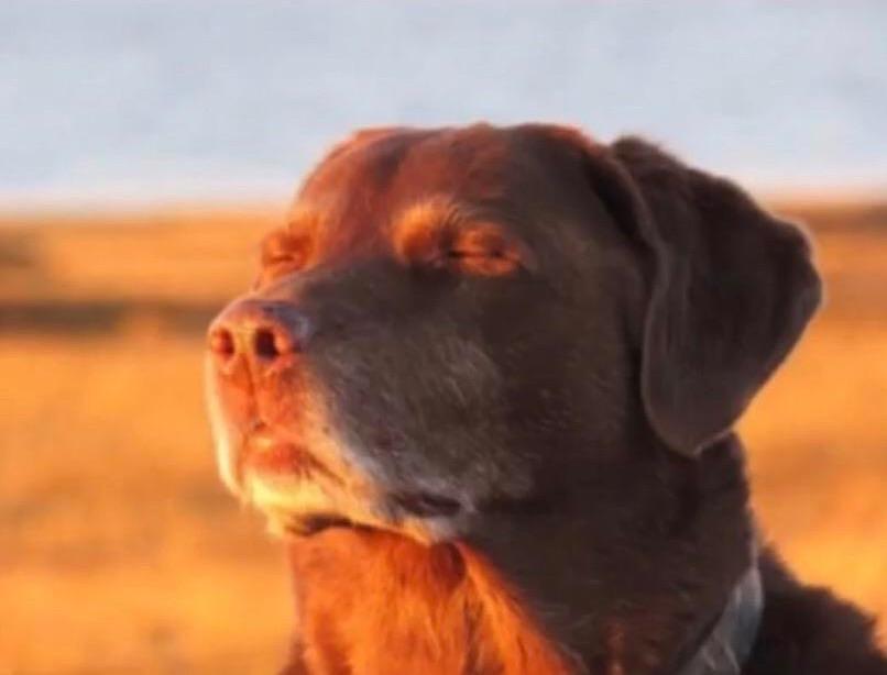Petbro Tienda para Mascotas: La Mejor Opción para Tu Compañero Fiel