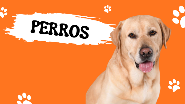 petbro.cl