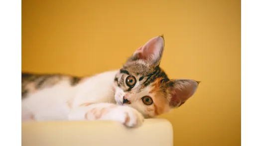 alimento gato rancagua machali graneros