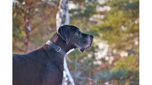 alimento perro rancagua machali graneros