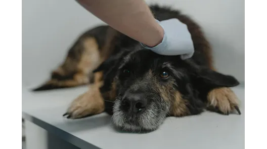 farmacia rancagua machali graneros