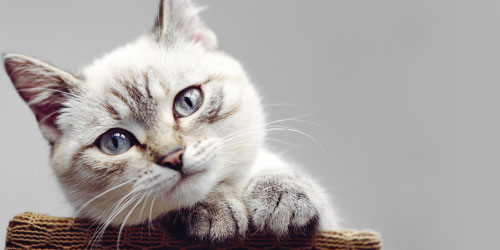 Gato