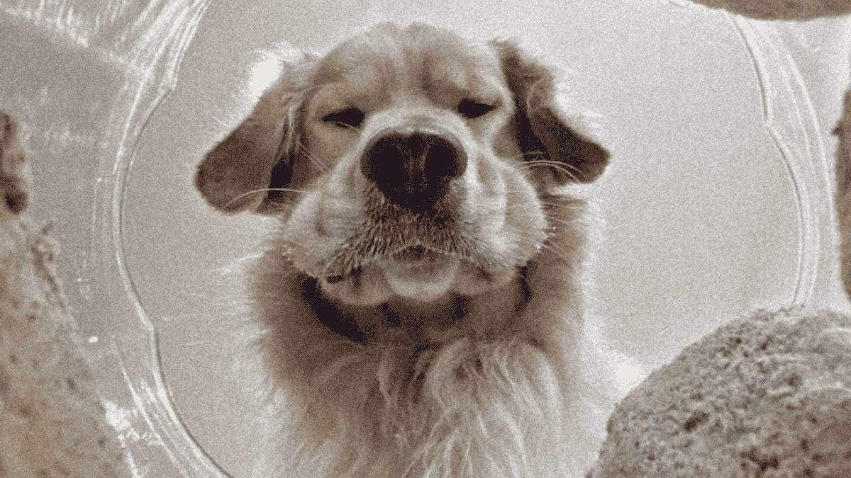 perro jugueton