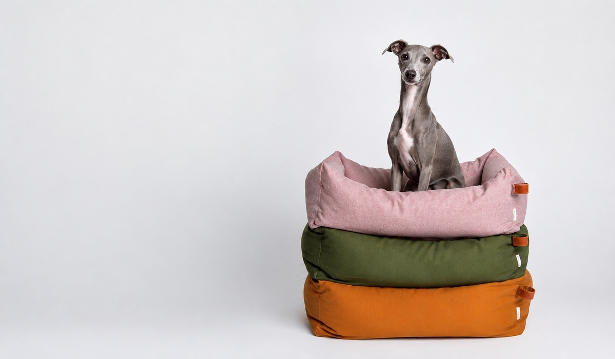 perro galgo jugueton