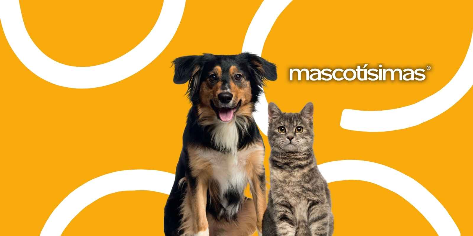 Perro y gato juntos mirando la cámara en primer plano
