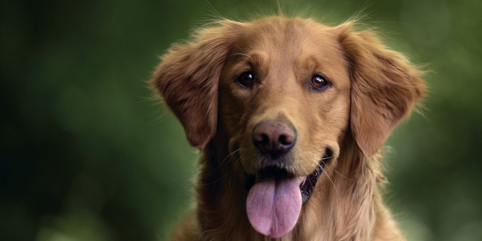 perro raza golden con la lengua para afuera