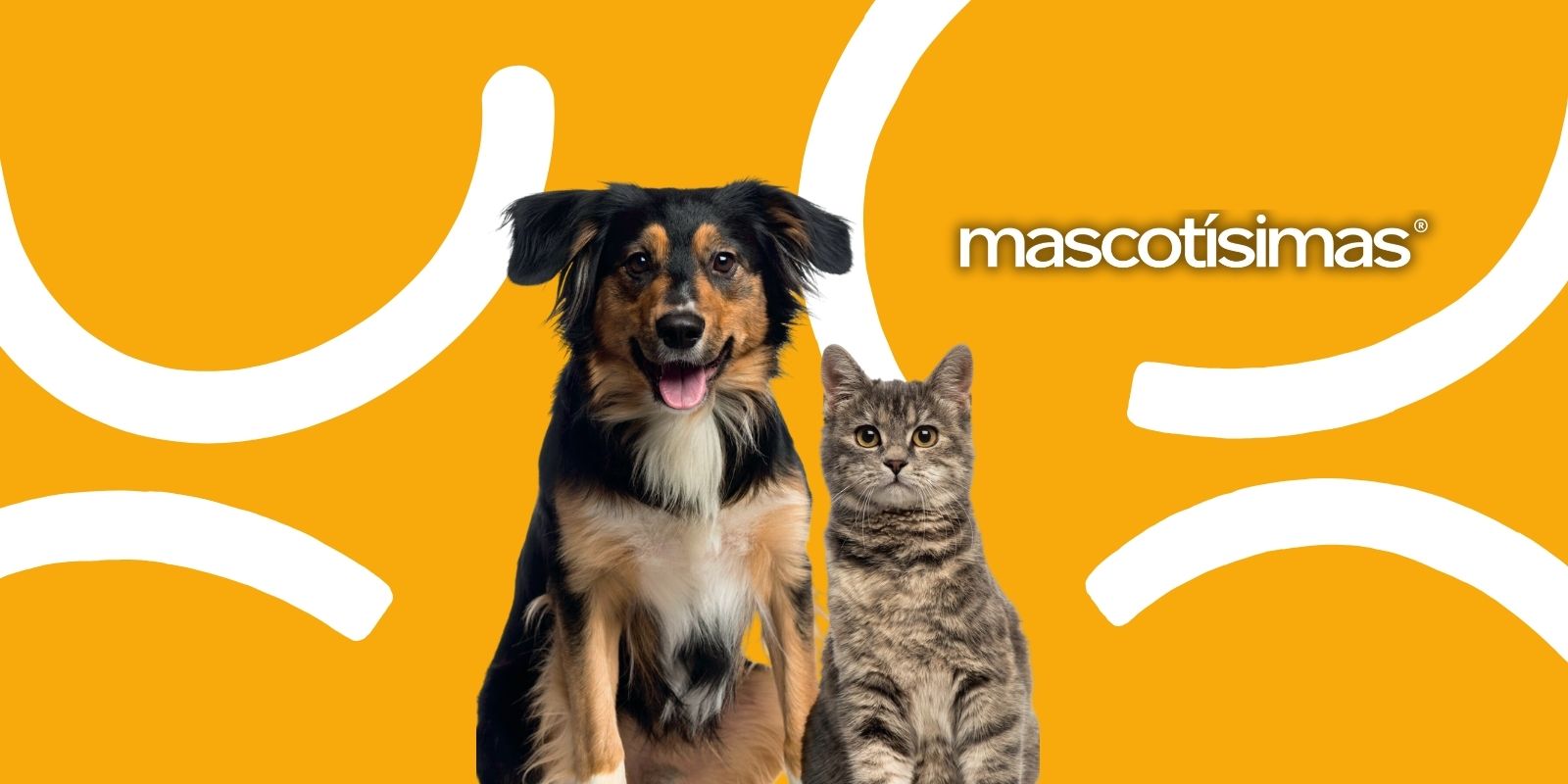 Perro y gato juntos mirando la cámara en primer plano