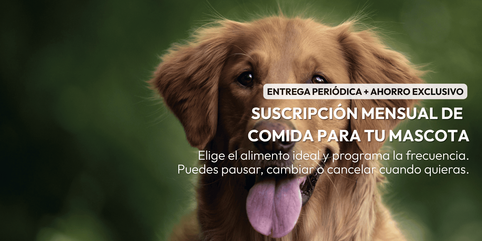 perro raza golden con la lengua para afuera