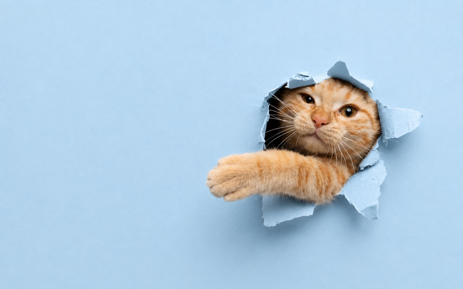 gatito jugueton