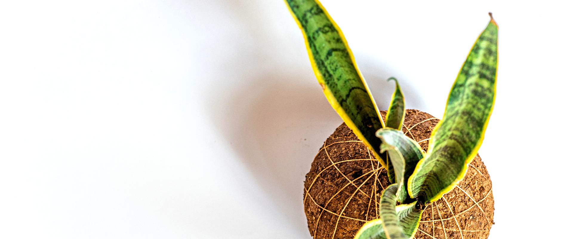 Plantas que purifican ambientes