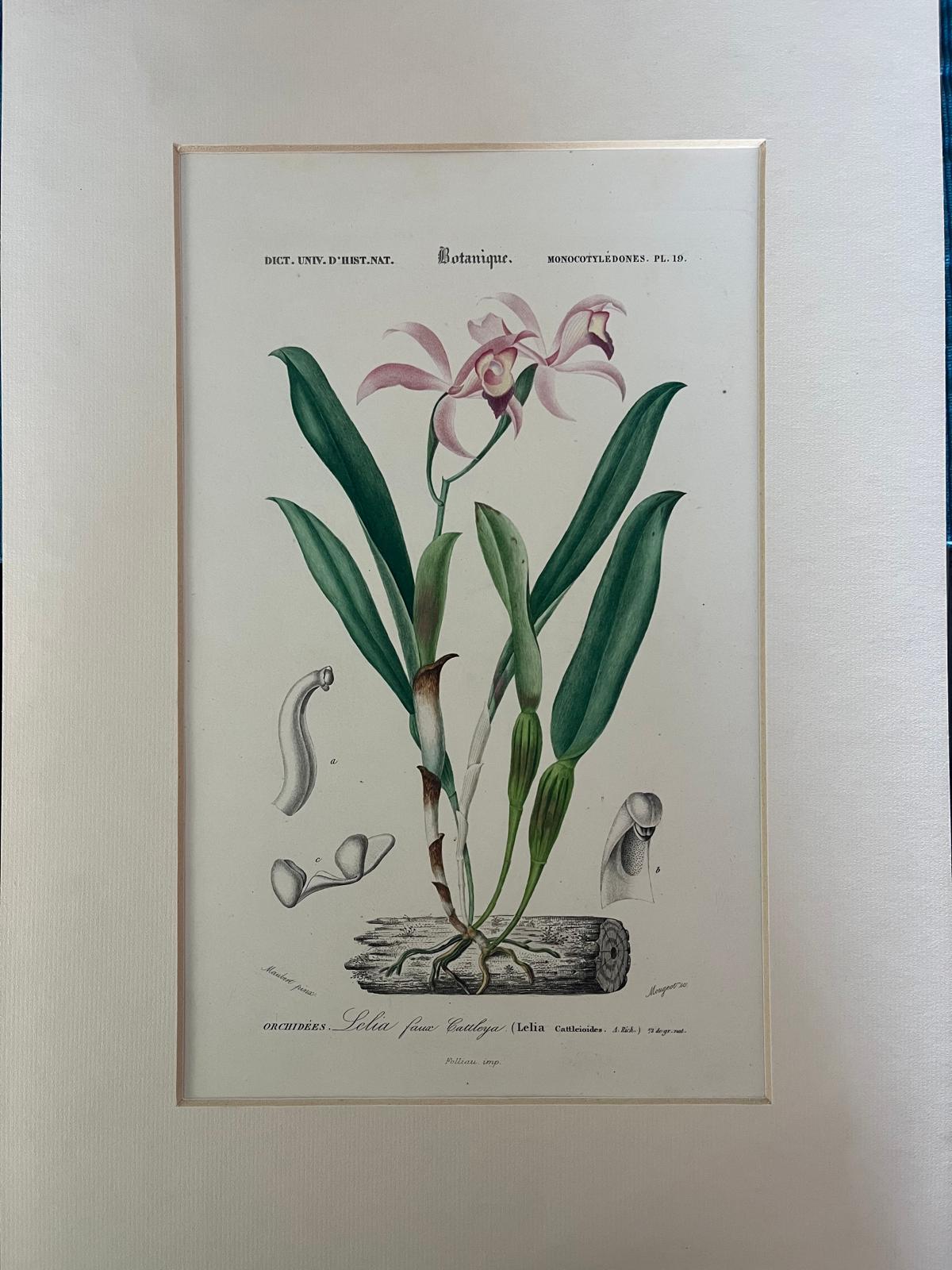 Plants, Flowers and Botanical