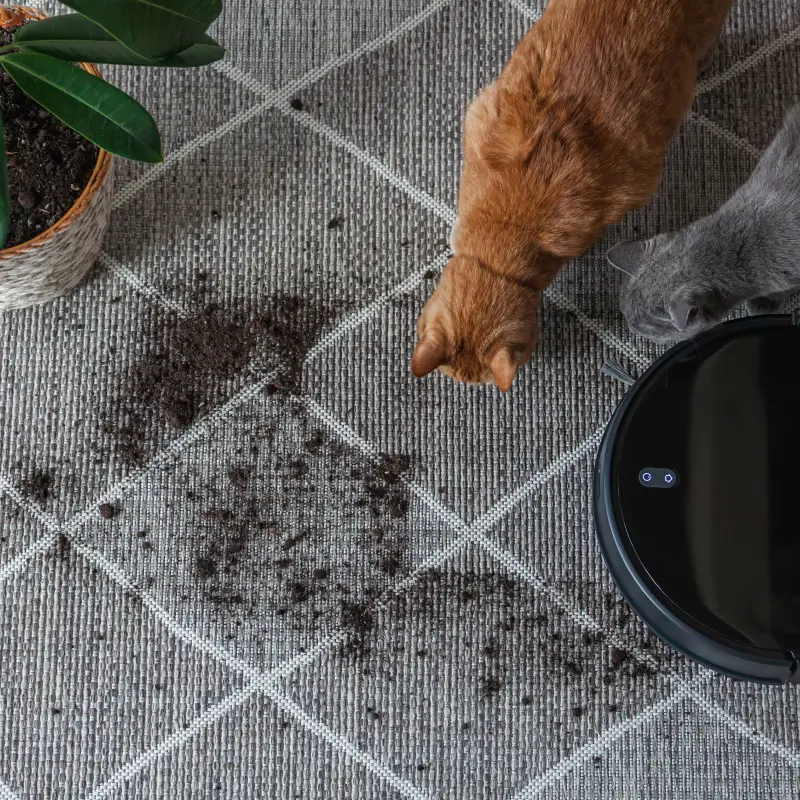 Pelos de animais? Não se preocupe.