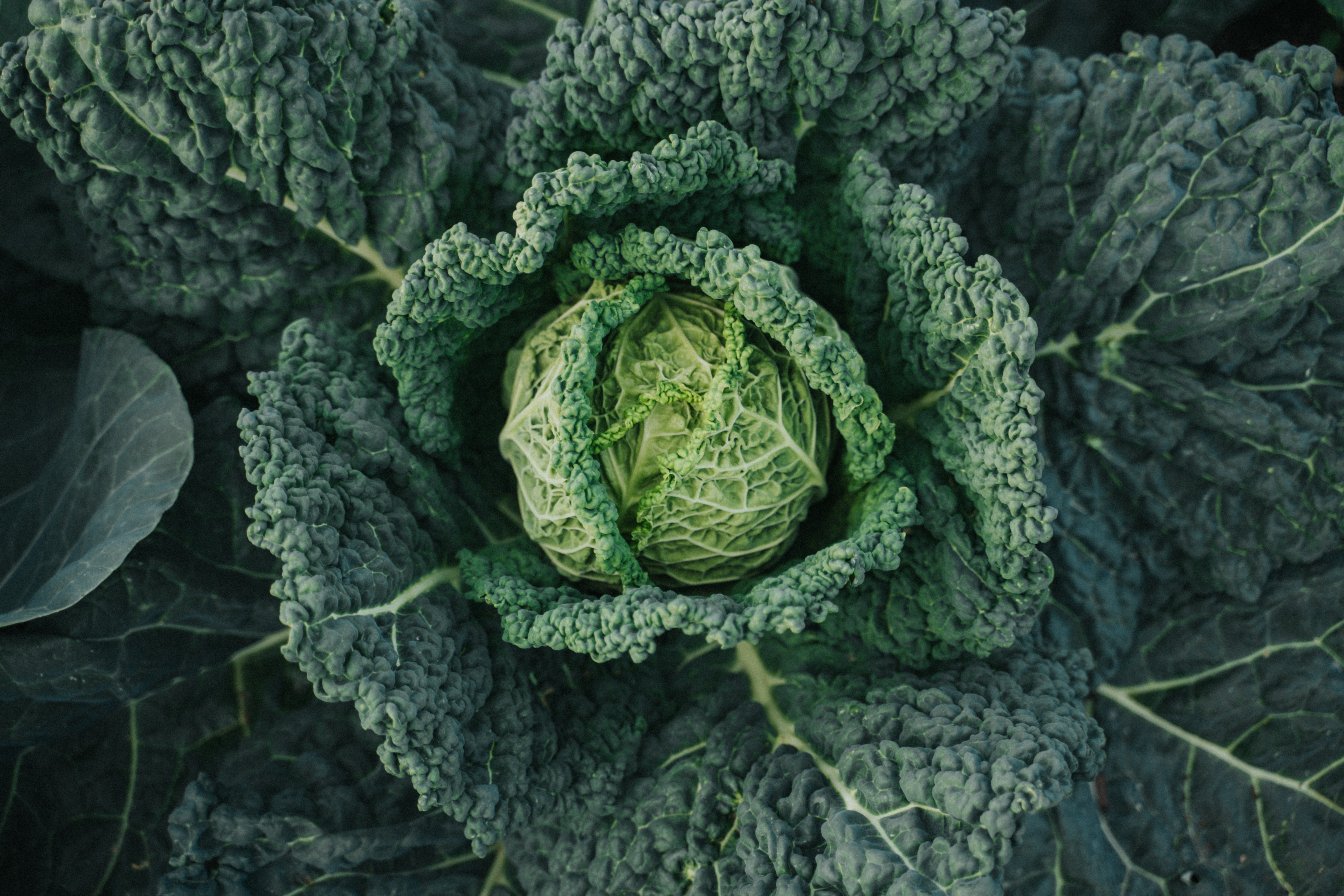 easy order, easy local delivery or farm pick up