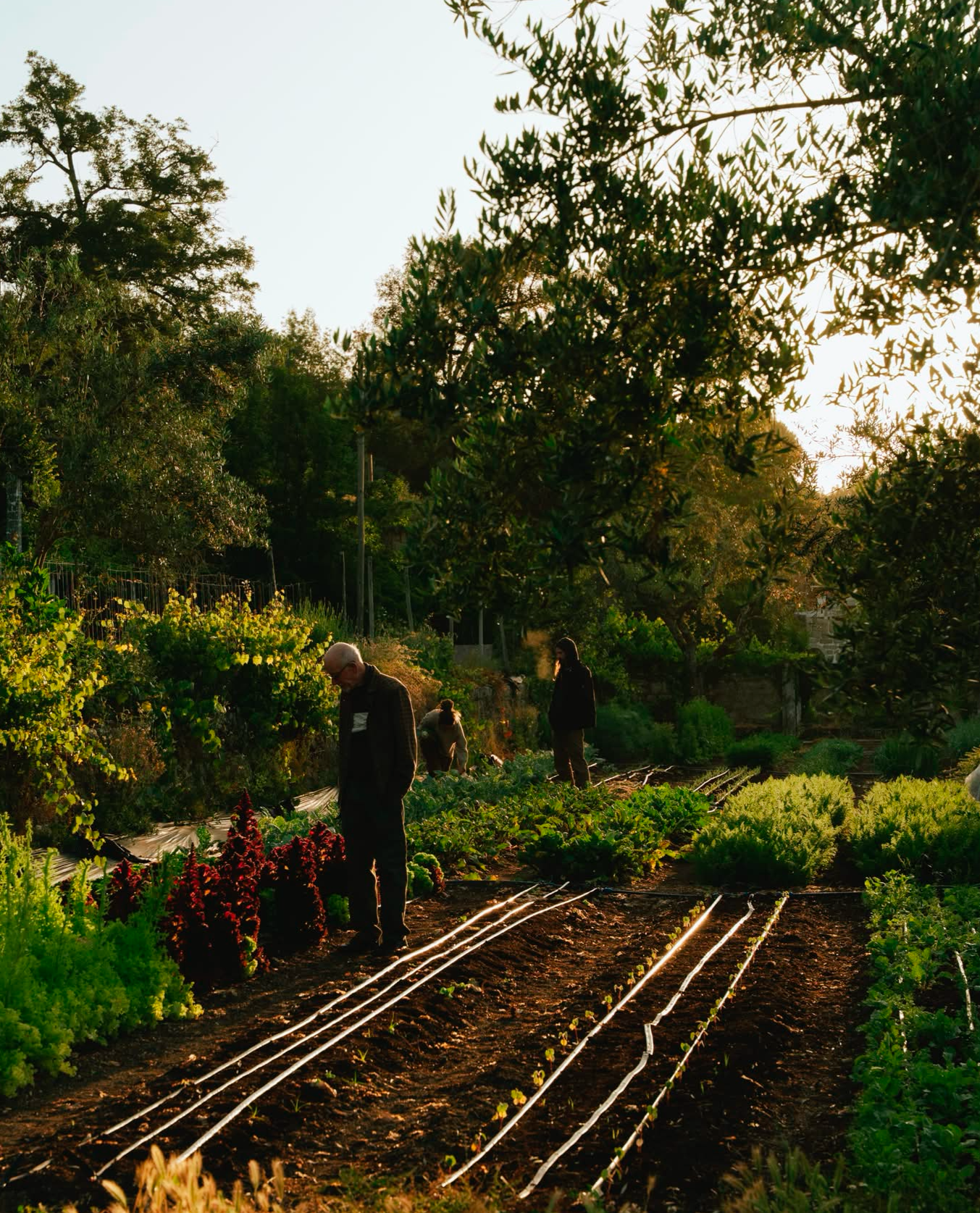 spring harvest <br> now available