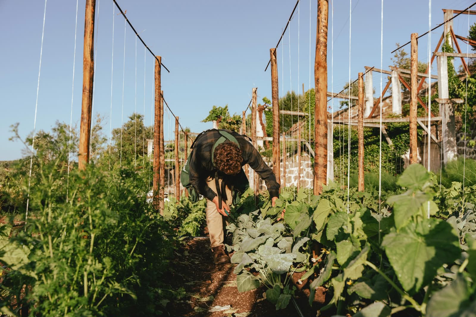 easy local delivery or farm pick up
