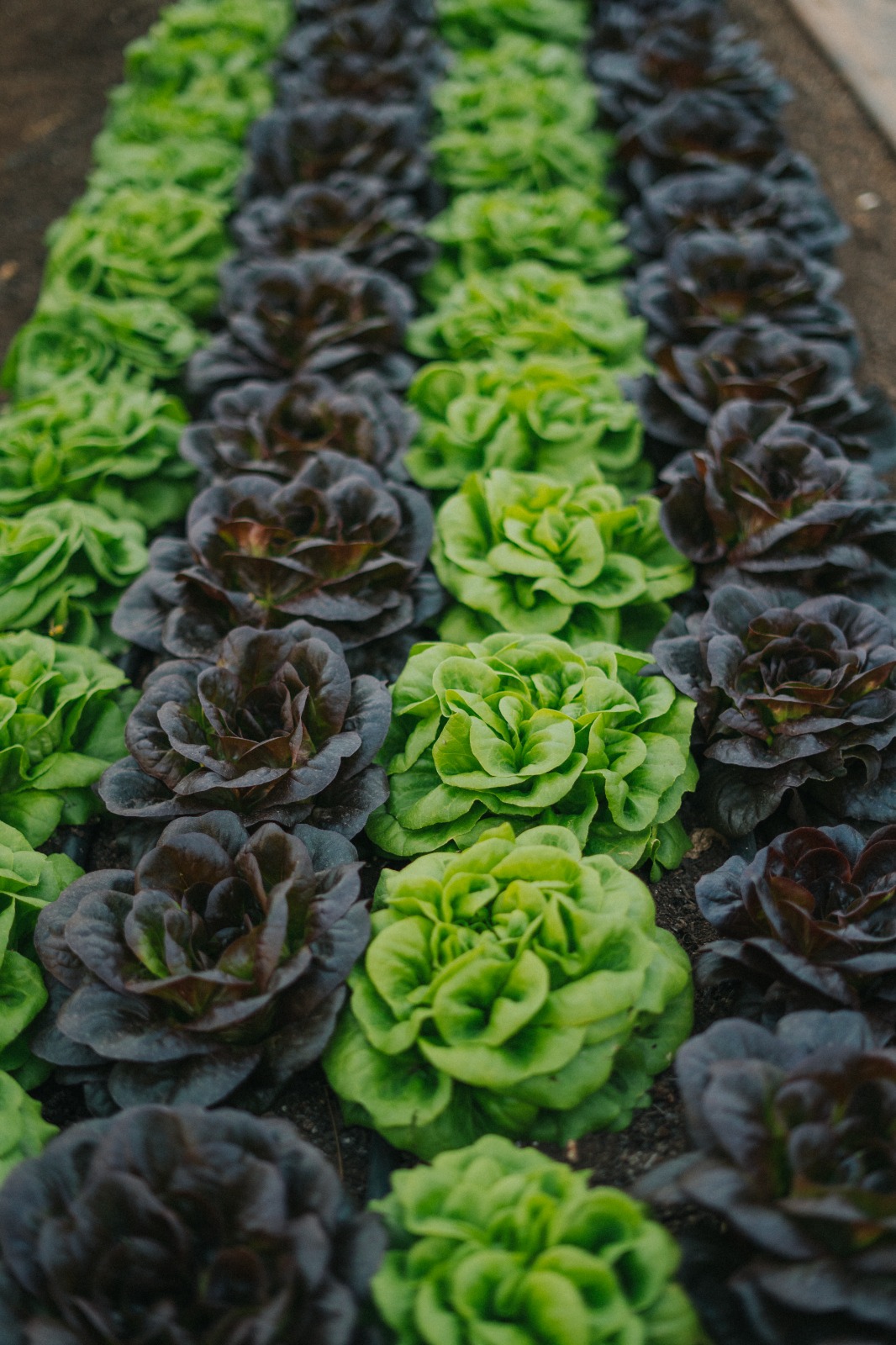 spring harvest <br> now available