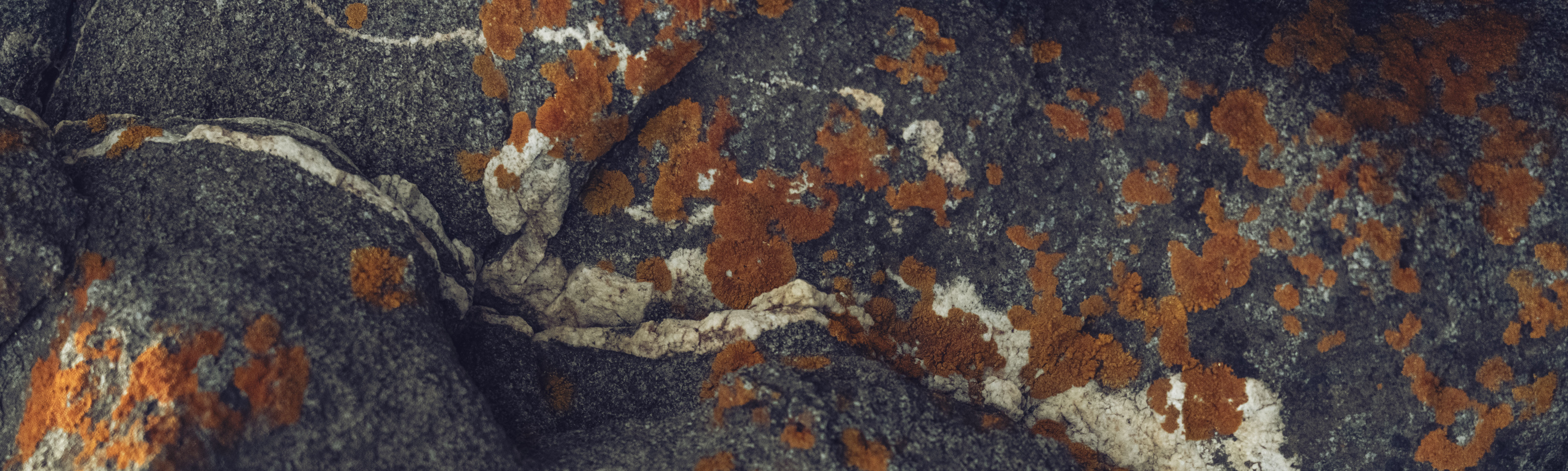 Título de la Sección