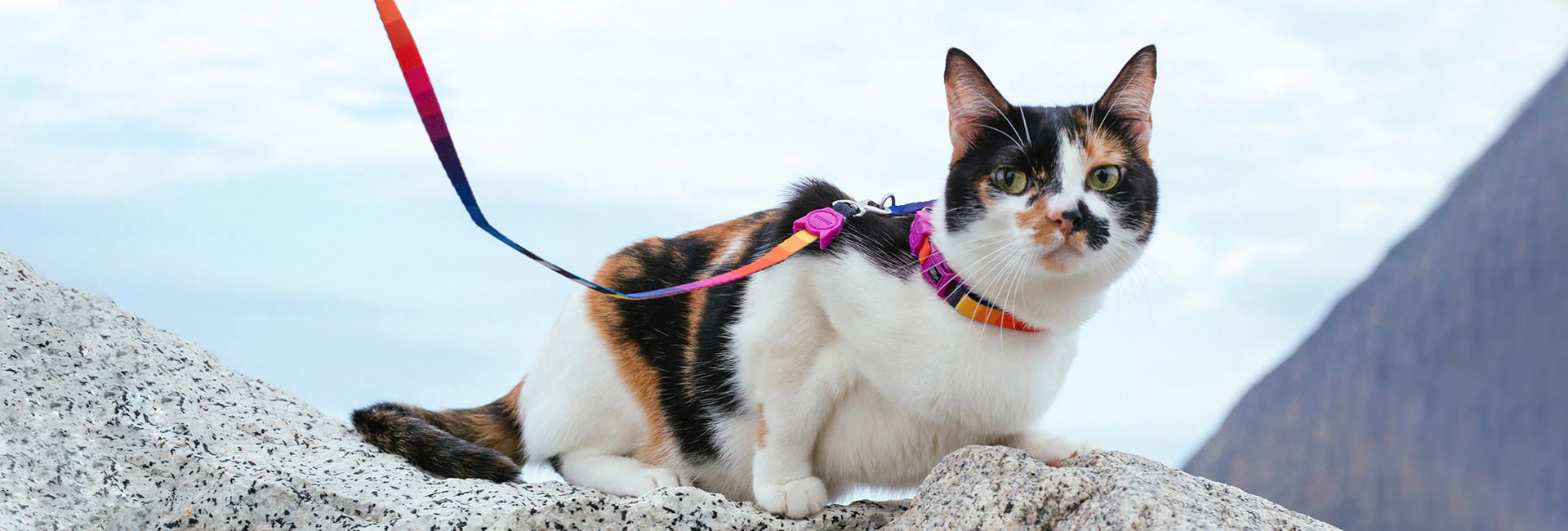 Accesorios para gatos