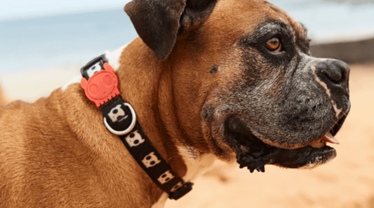 Collares clásicos premium