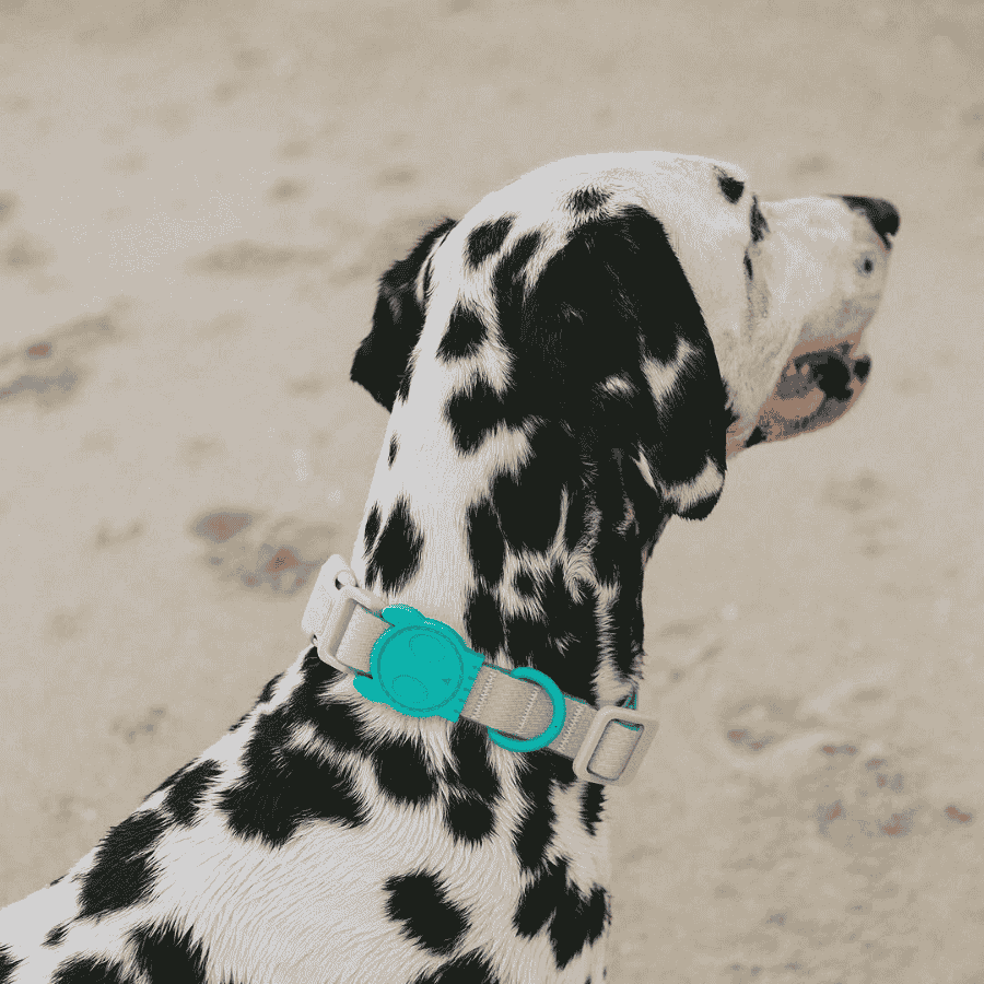 COLLARES-PERRO-ZEEDOG