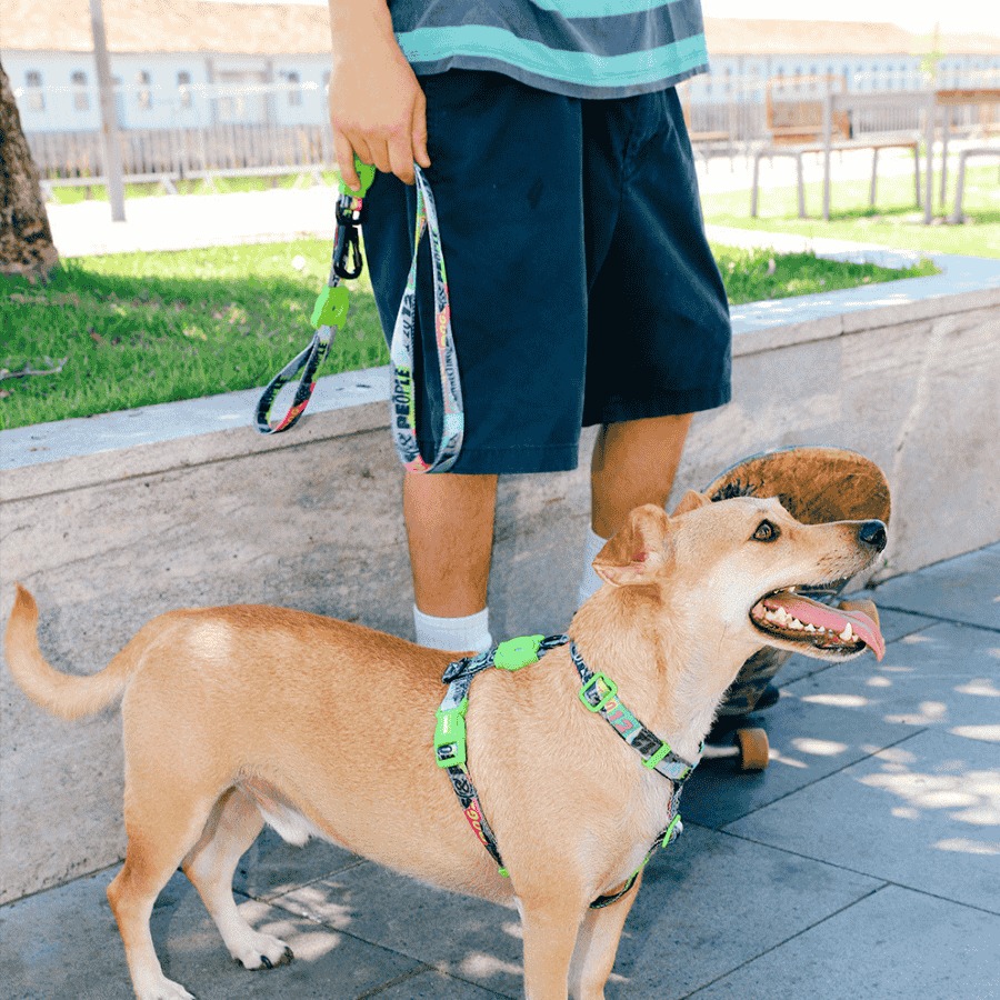 Correas-perro-zeedog