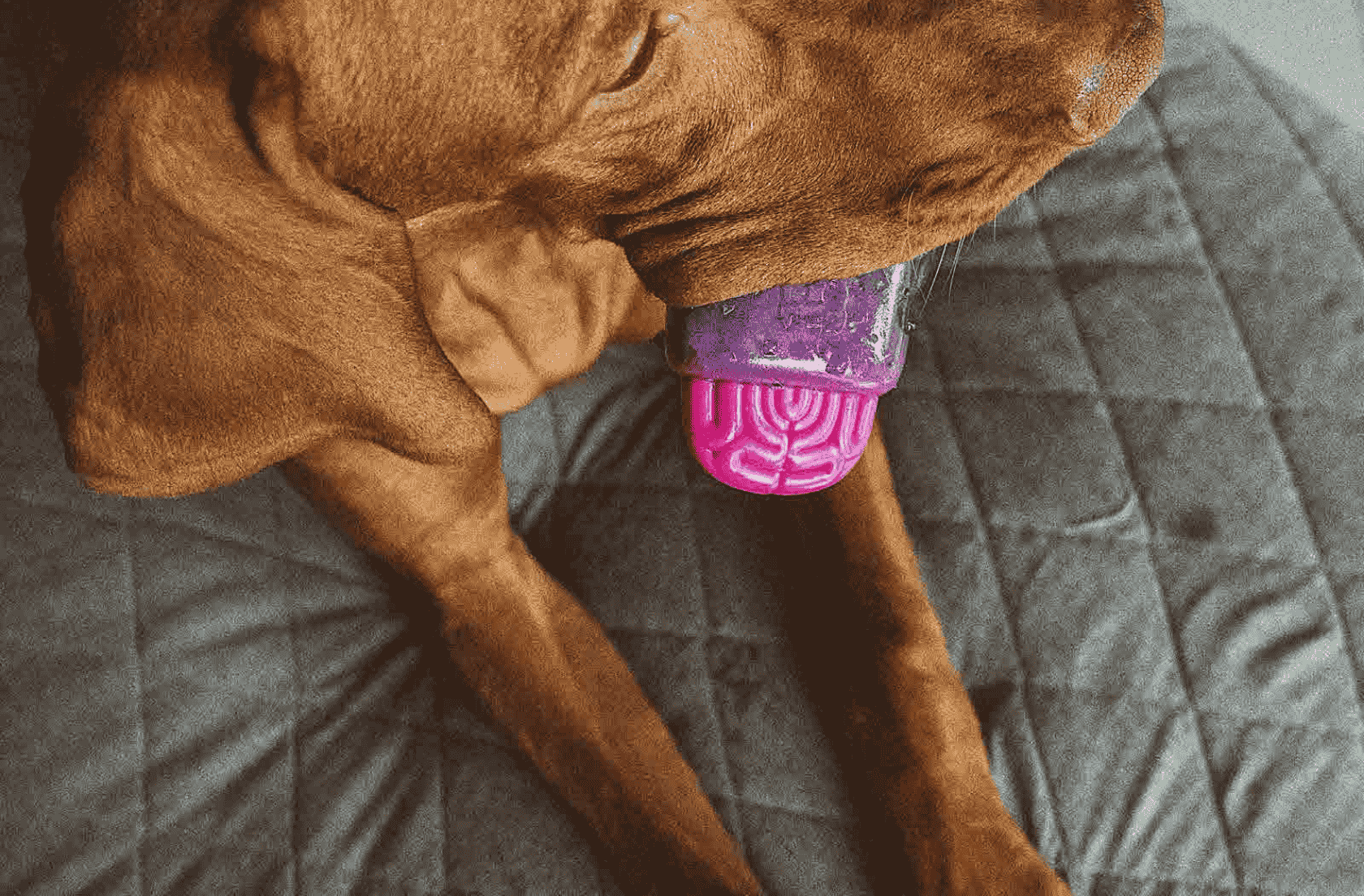 <b>Muerde y disfruta sin parar</b>