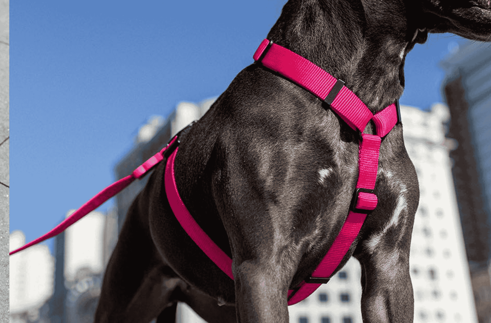 <b>Comodidad y control en cada paseo</b>