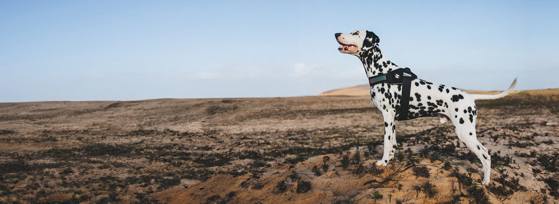 Título de la Sección