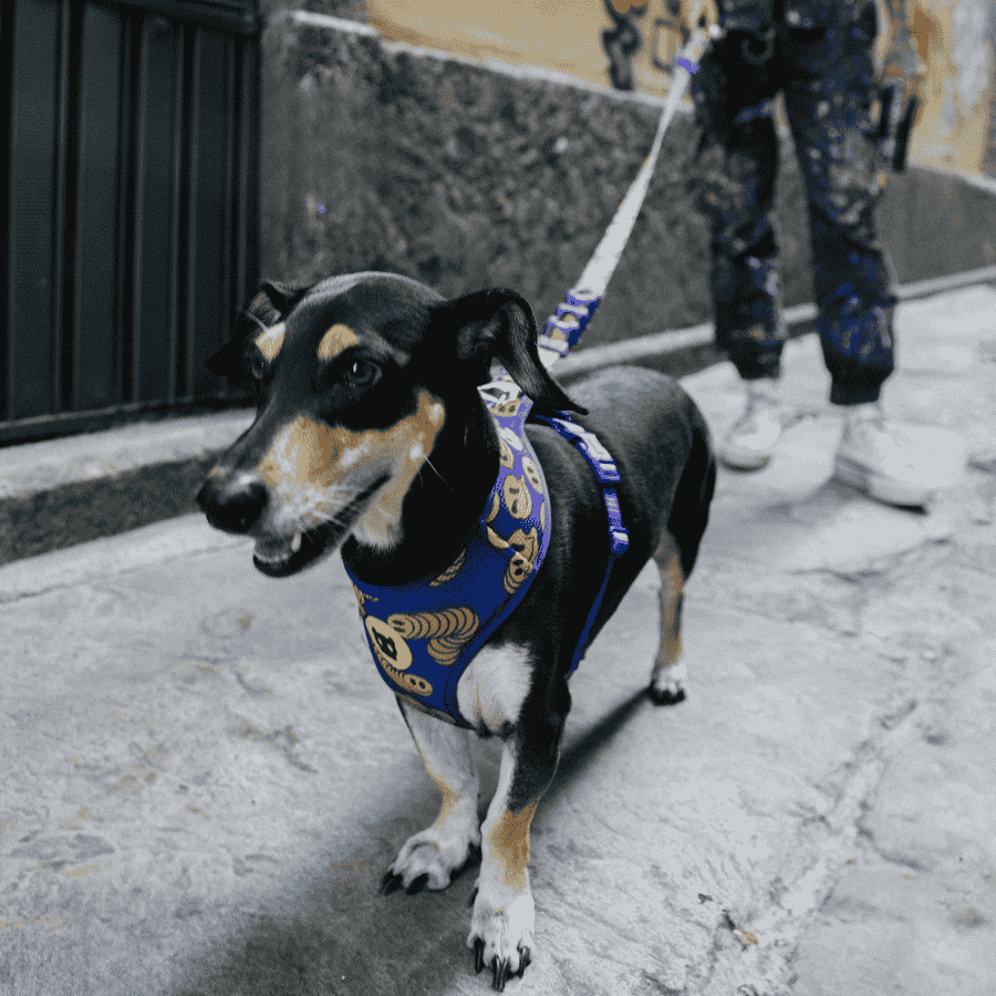 Pecheras-Airmesh-perro-zeedog