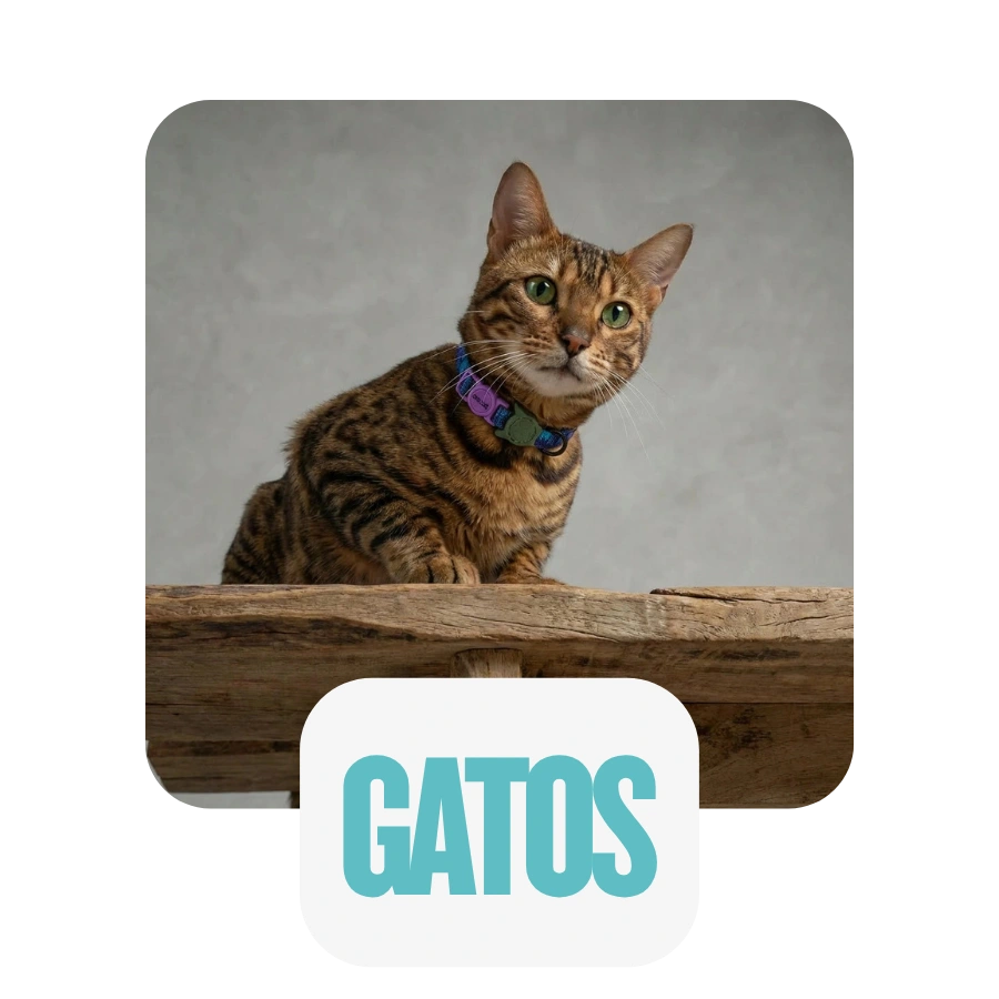 Tienda de Mascotas RazasLovers