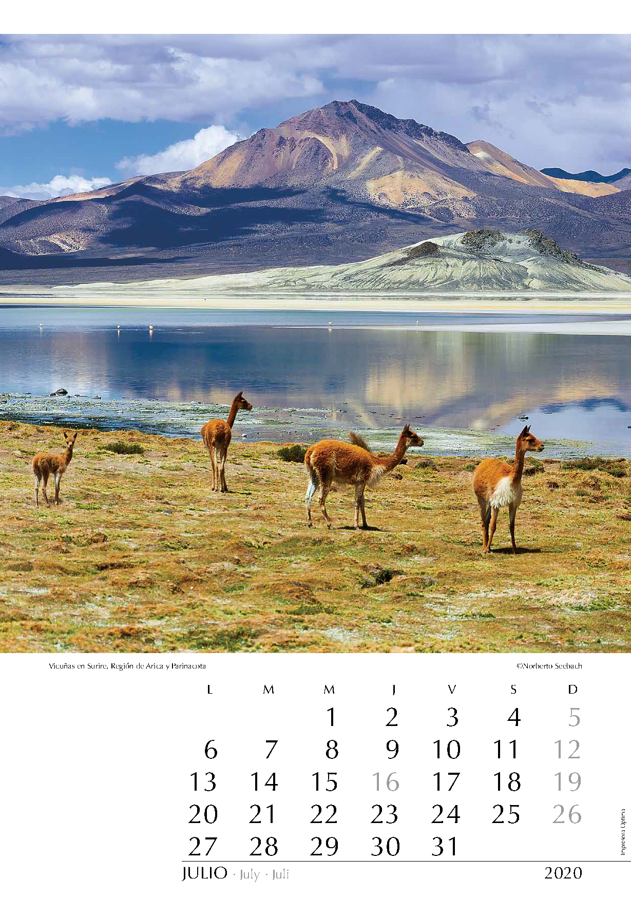 Vicuñas en Surire
