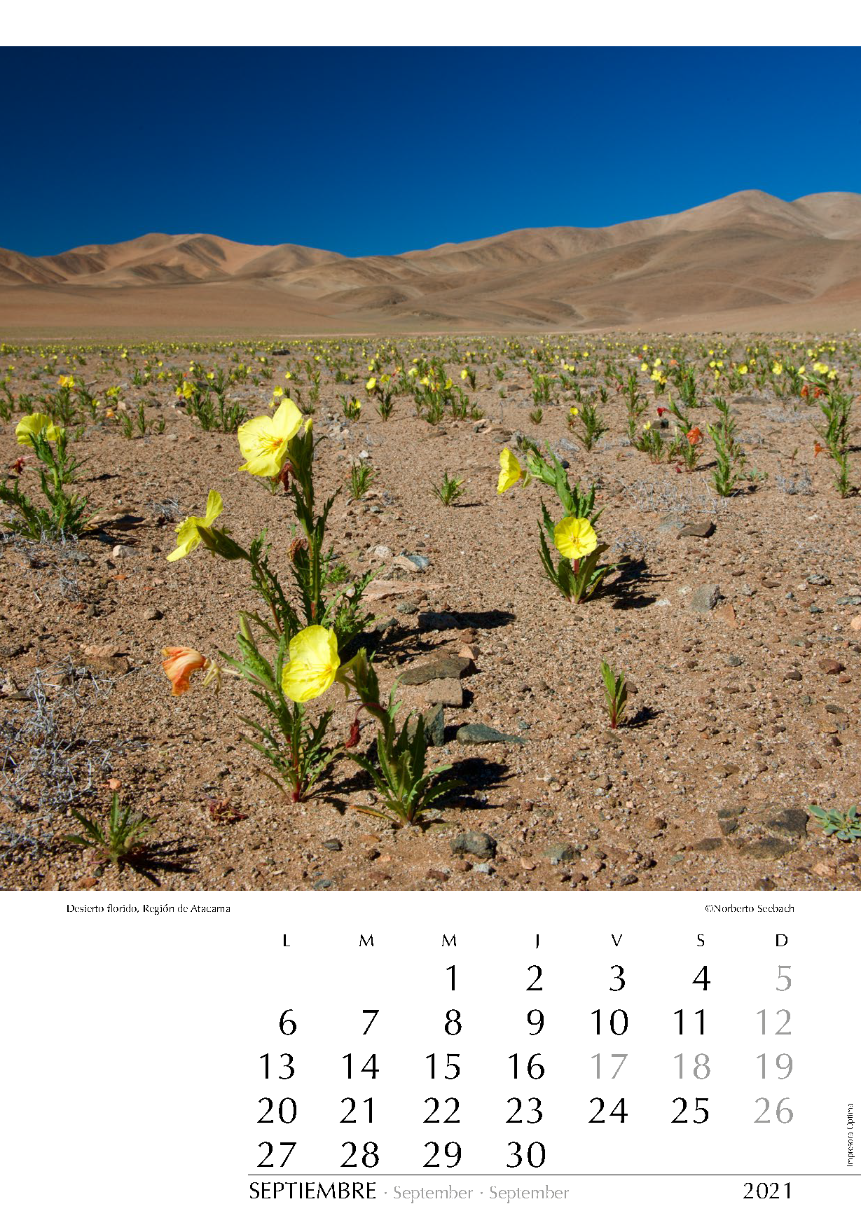 Desierto florido