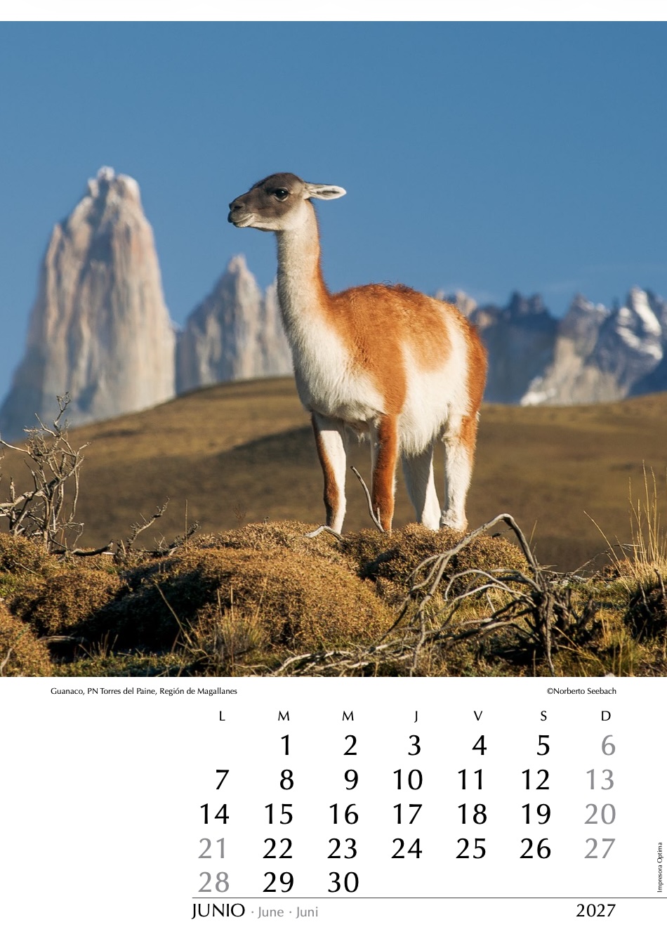 Guanaco, PN Torres del Paine
