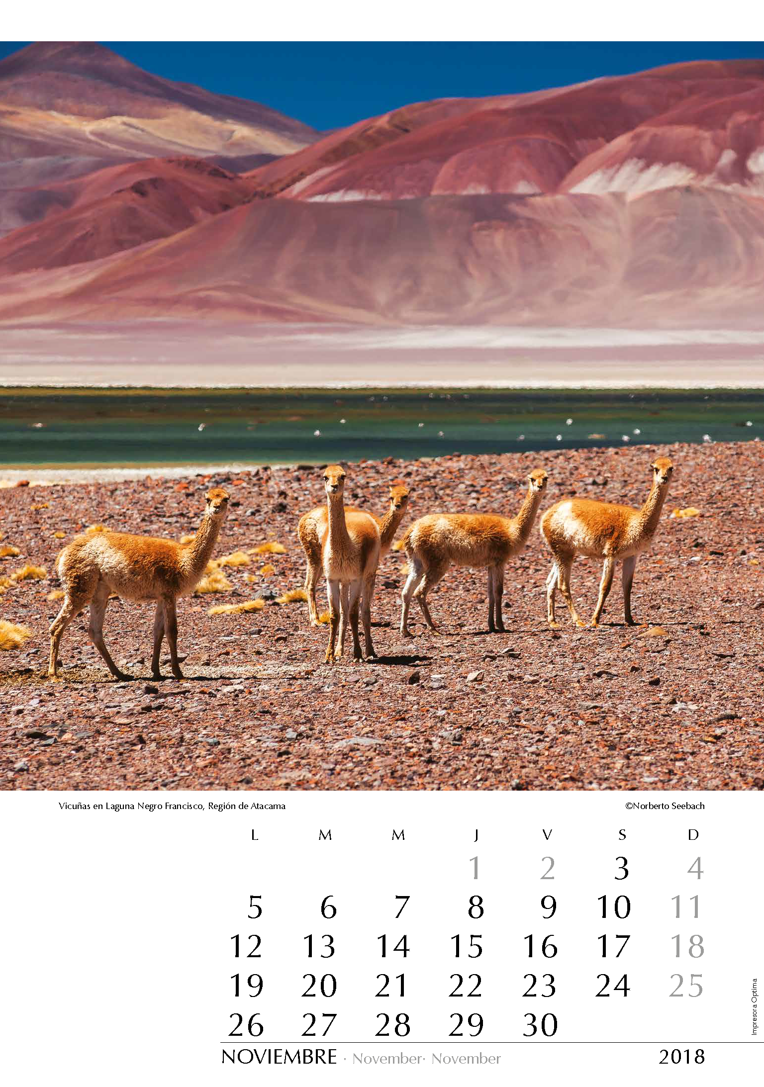 Vicuñas en Laguna Negro Francisco