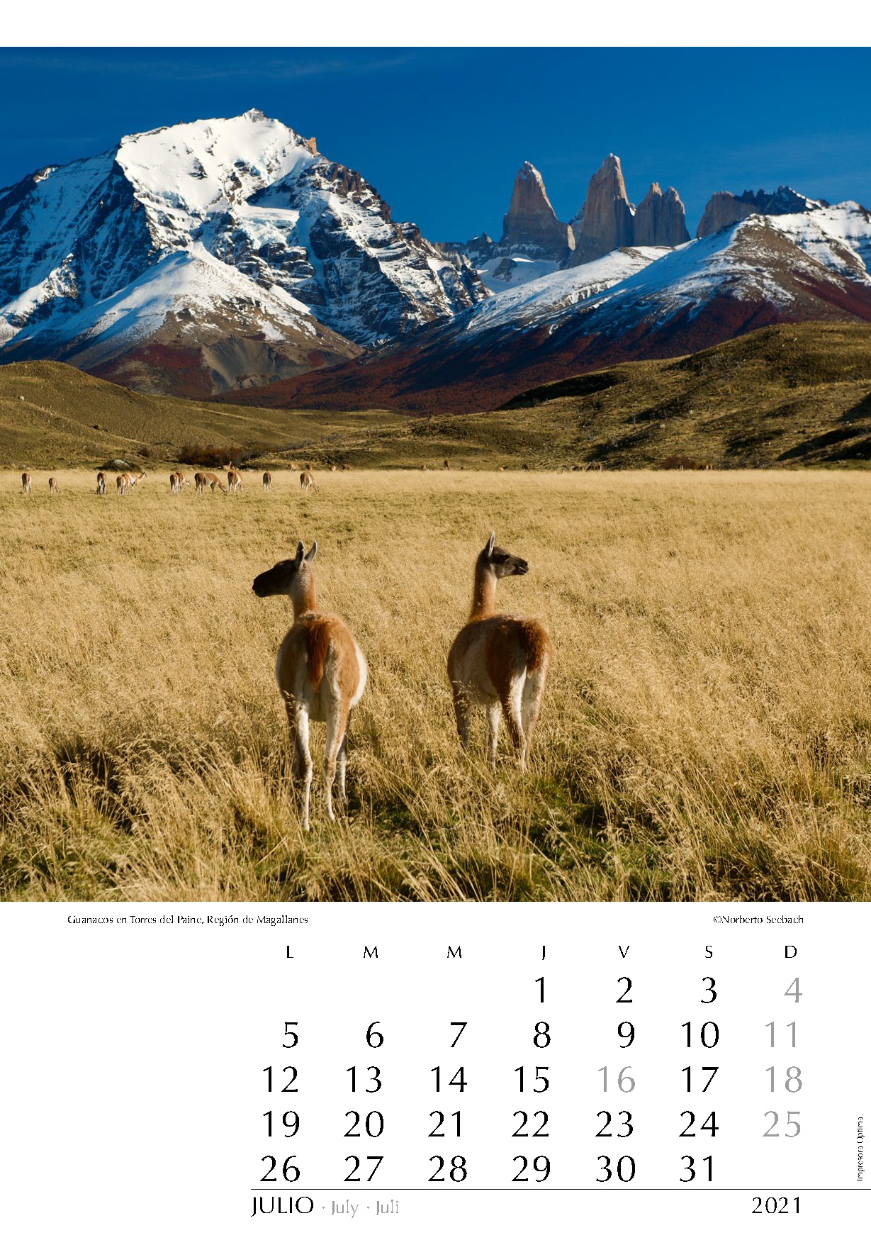 Guanacos en Torres del Paine