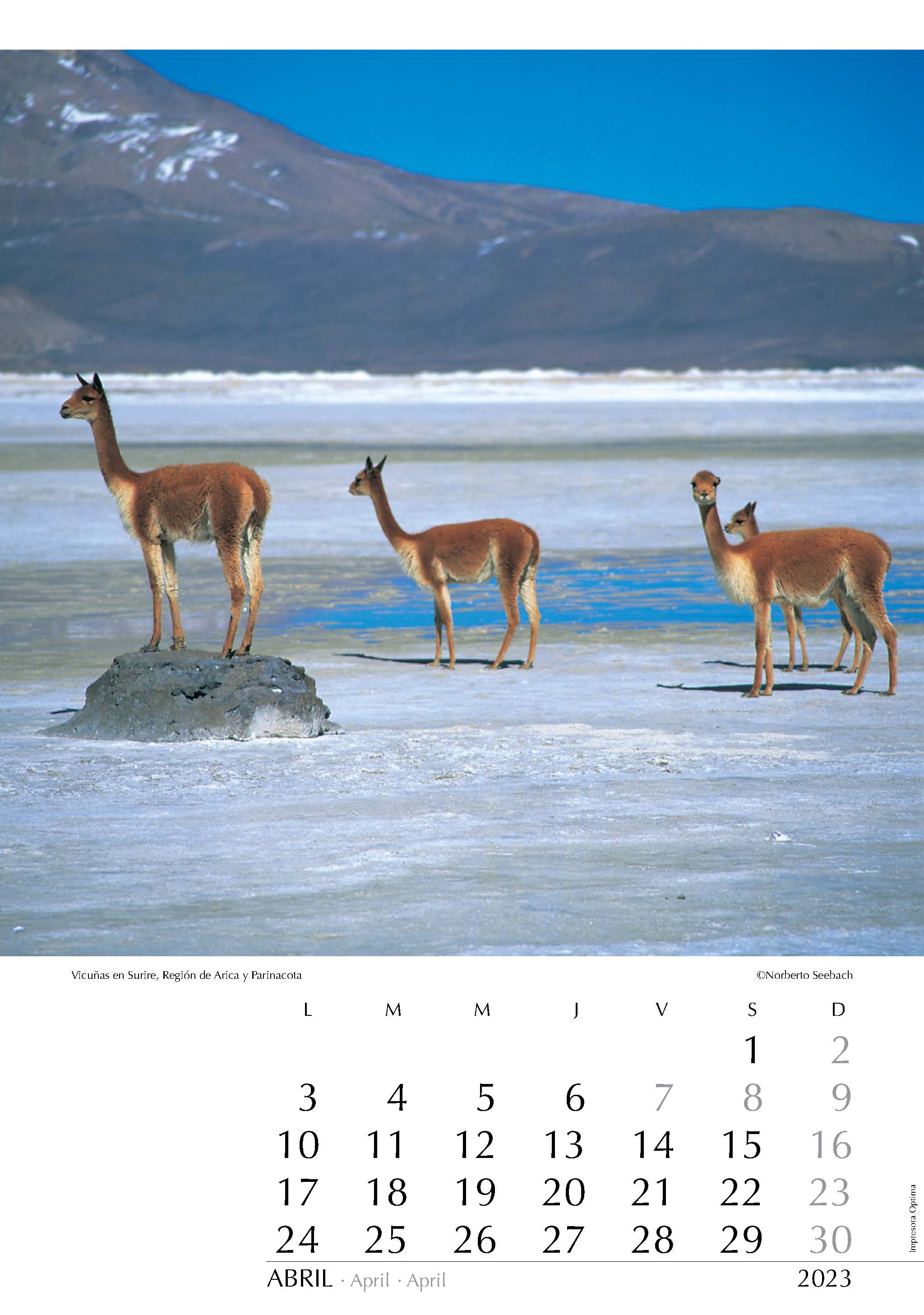 Vicuñas en Surire