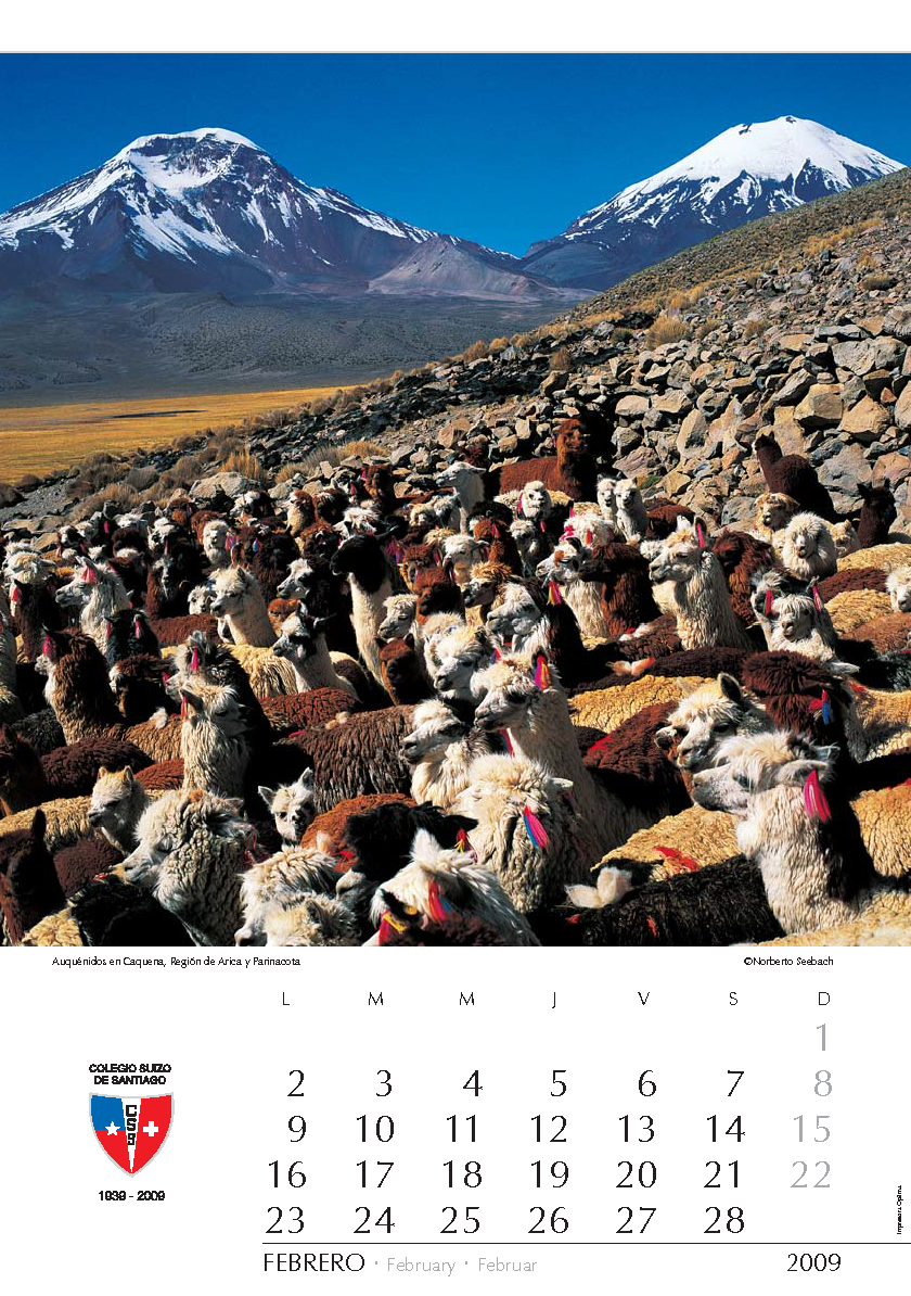 Auquénidos en Caquena