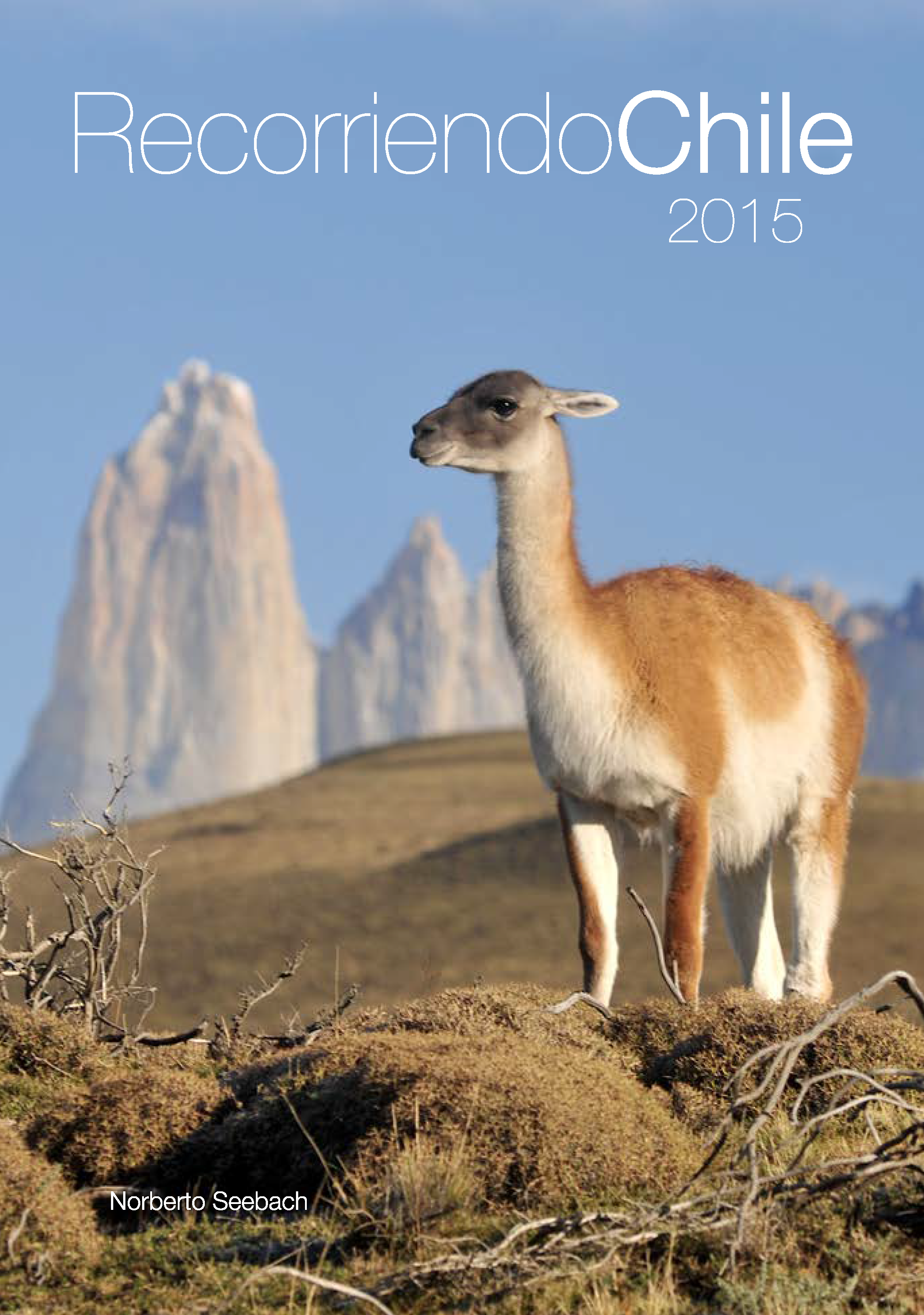 Guanaco en P.N. Torres del Paine