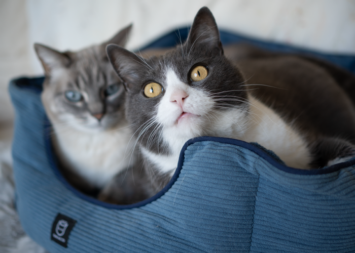 Camita para gatos grandes en uso