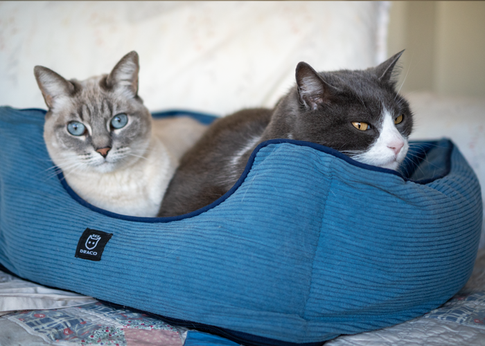 Camita resistente en uso